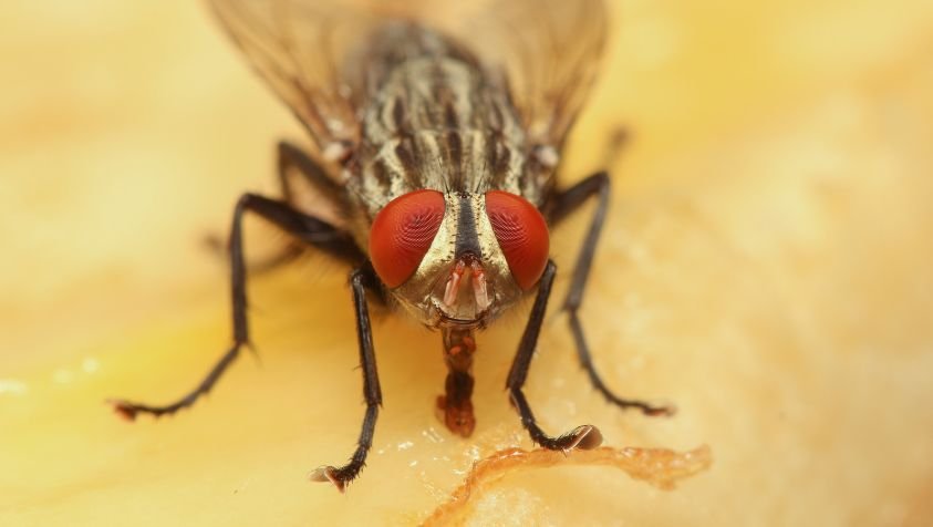 வீட்டில் உள்ள ஈக்களின் தொல்லையிலிருந்து  தீர்வுபெறுவது எப்படி|How to get rid of house flies