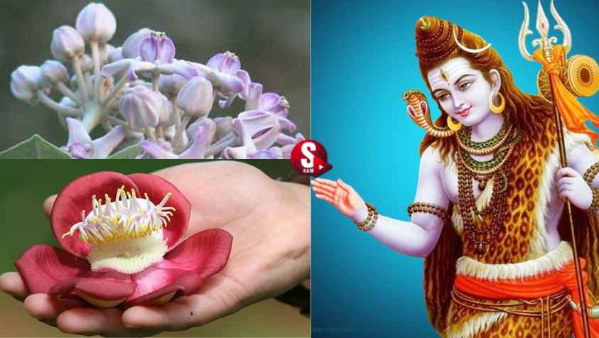 செல்வச் செழிப்புடன் வாழ, சிவபெருமானுக்கு இந்தப் பூவை படையுங்க.. | Flowers for Lord Shiva in Tamil