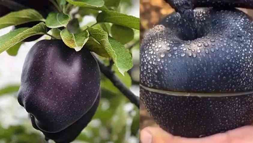 What is a Black Diamond Apple in Tamil: கருப்பு வைர ஆப்பிள் சாப்பிட்டு இருக்கிங்களா? விலை எவ்வளோ தெரியுமா?