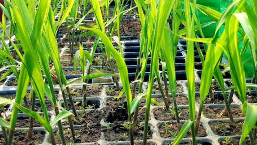 எந்த மாதத்தில் என்ன பயிரிடலாம்? | Vegetable Growing Season Chart in Tamil Nadu