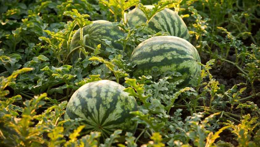 வீட்டிலேயே தர்பூசணி வளர்க்கணுமா.? இப்படி பண்ணுங்க..!| How to Grow Watermelon at Home