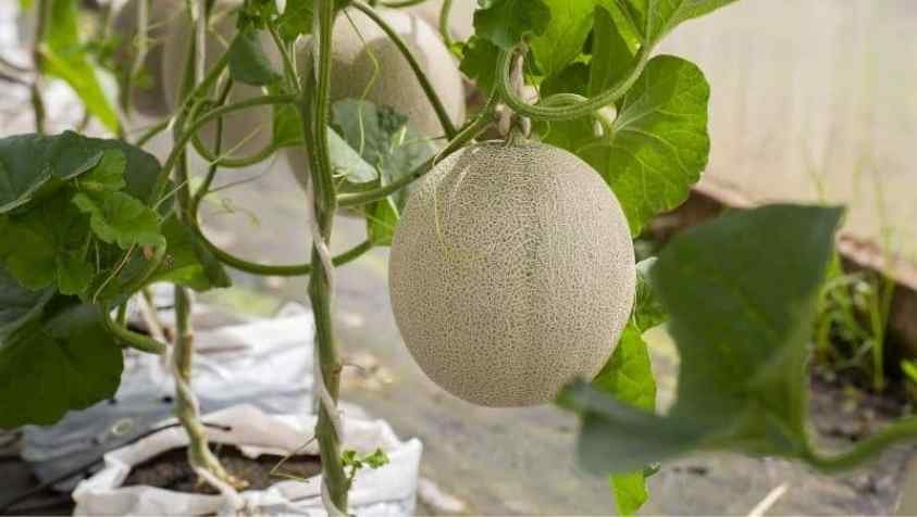 மாடித்தோட்டம் டிப்ஸ்: விதையிலிருந்து முலாம் பழம் செடி வளர்ப்பது எப்படி? | How to Grow Muskmelon from Seed in Tamil