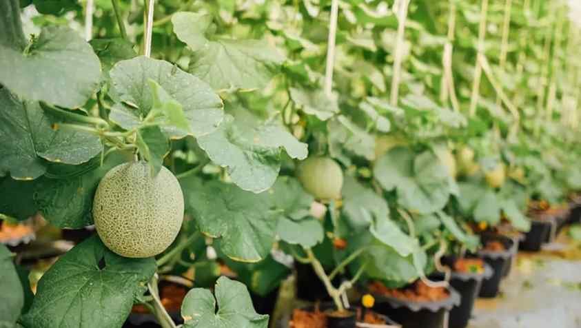 மாடித்தோட்டம் டிப்ஸ்: விதையிலிருந்து முலாம் பழம் செடி வளர்ப்பது எப்படி? | How to Grow Muskmelon from Seed in Tamil