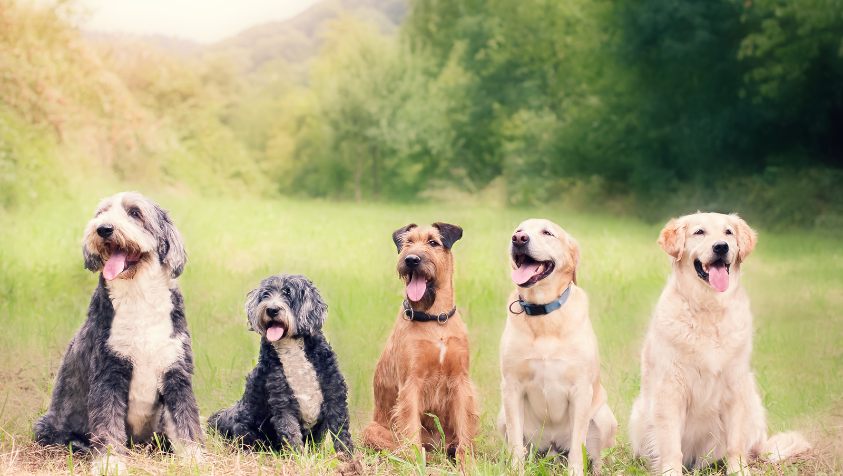 நாய்களை பராமரிப்பு மற்றும் தடுப்பூசிக்கான அட்டவணையைப் பின்பற்றுவது எப்படி | How to follow a dog care and vaccination schedule 