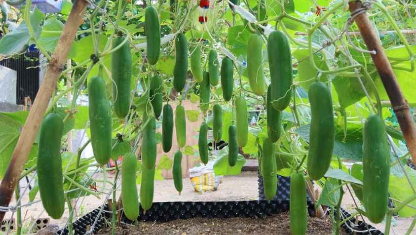 வீட்டுலேயே ஈஸியா வெள்ளரிக்காய வளர்க்கலாம்.. அதுக்கு இது மட்டும் பண்ணா போதும்..! | How To Grow Cucumber At Home