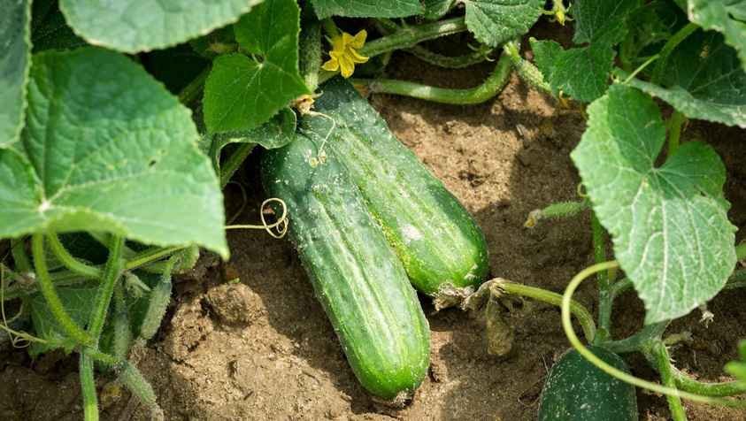 வீட்டுலேயே ஈஸியா வெள்ளரிக்காய வளர்க்கலாம்.. அதுக்கு இது மட்டும் பண்ணா போதும்..! | How To Grow Cucumber At Home